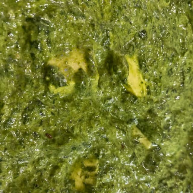 Saag Paneer.
